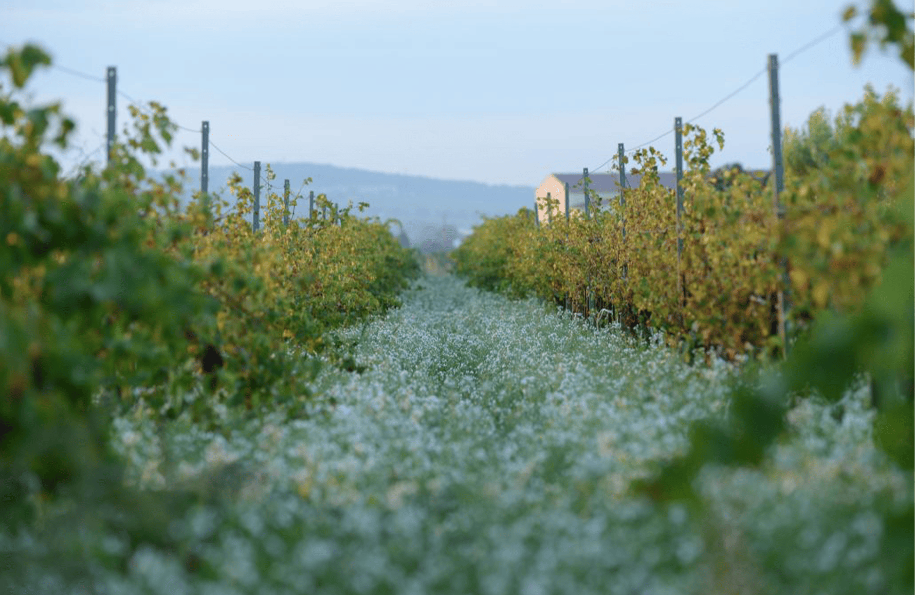 Domaine de la Janasse