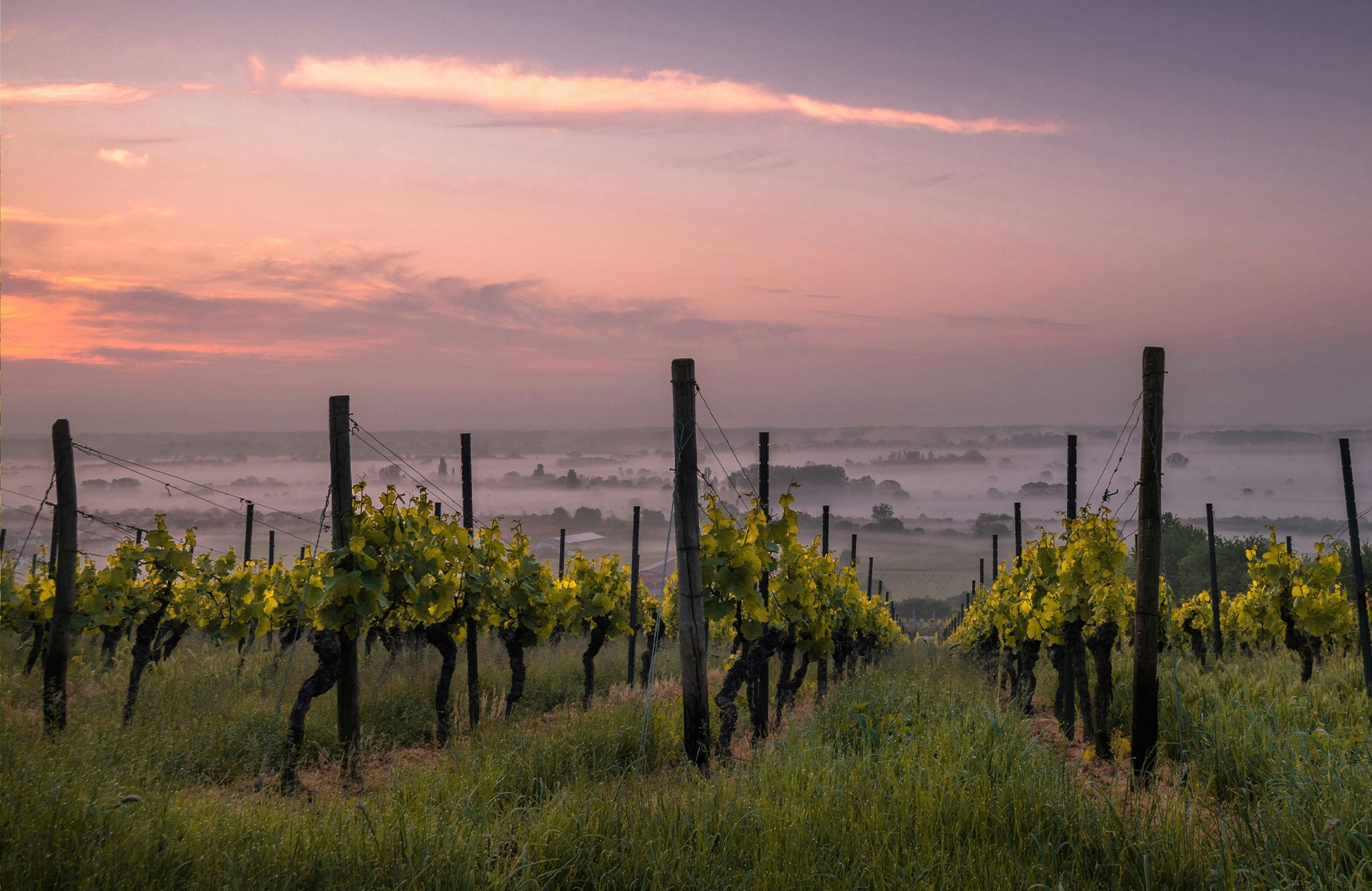 Domaine Peyre Rose