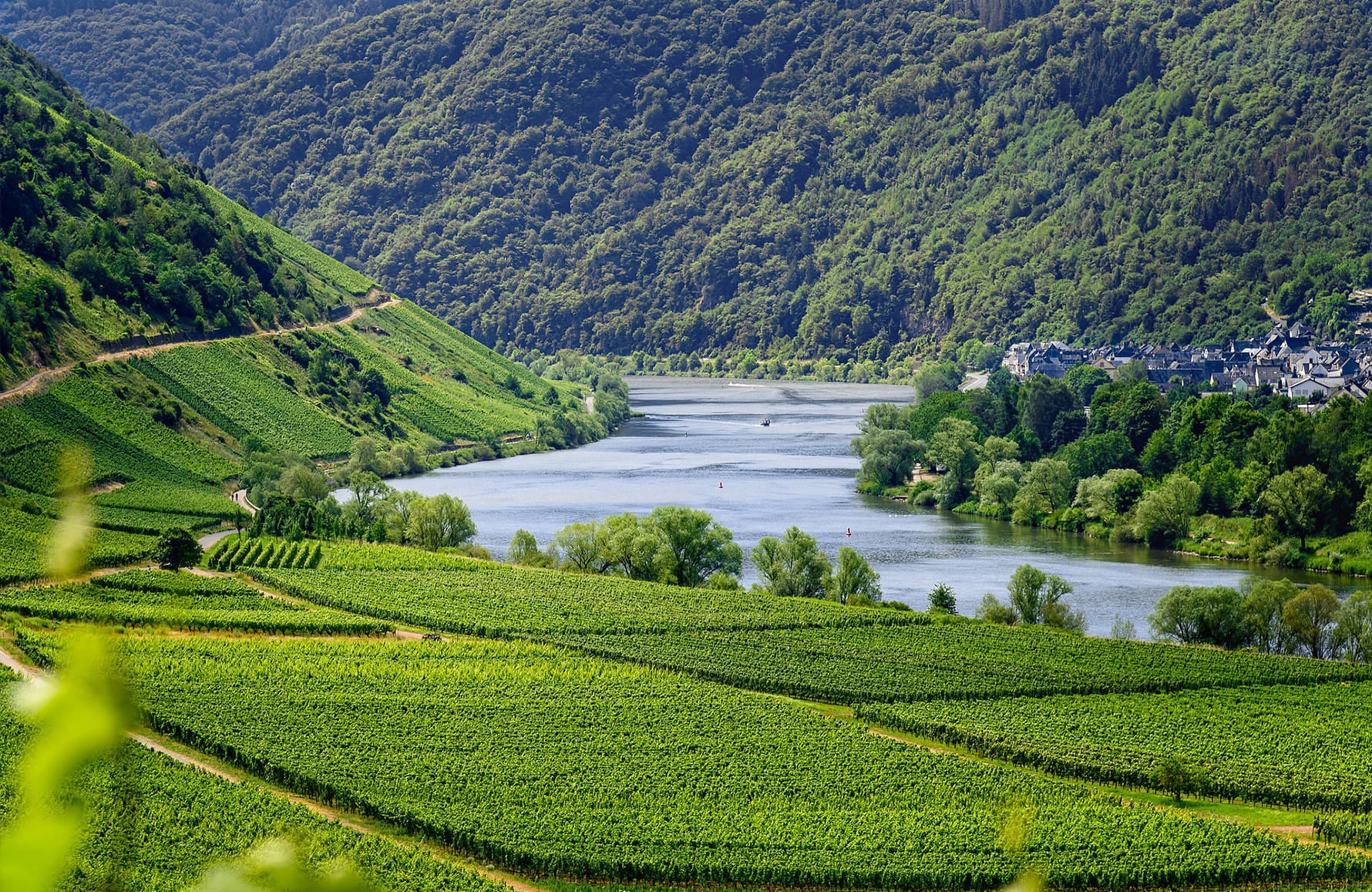 l’histoire du Domaine Alphonse Mellot