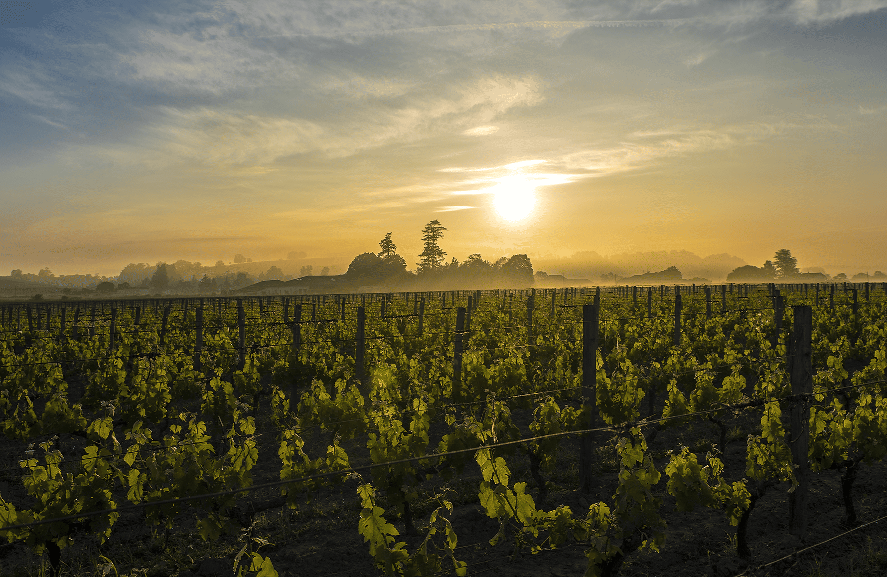 the story of Château Canon La Gaffelière