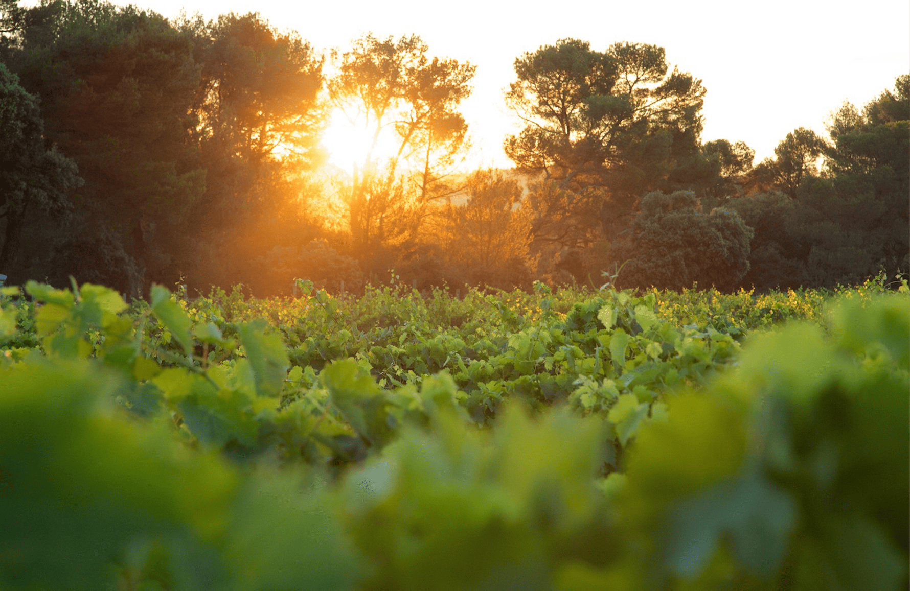 l’histoire du Château Revelette