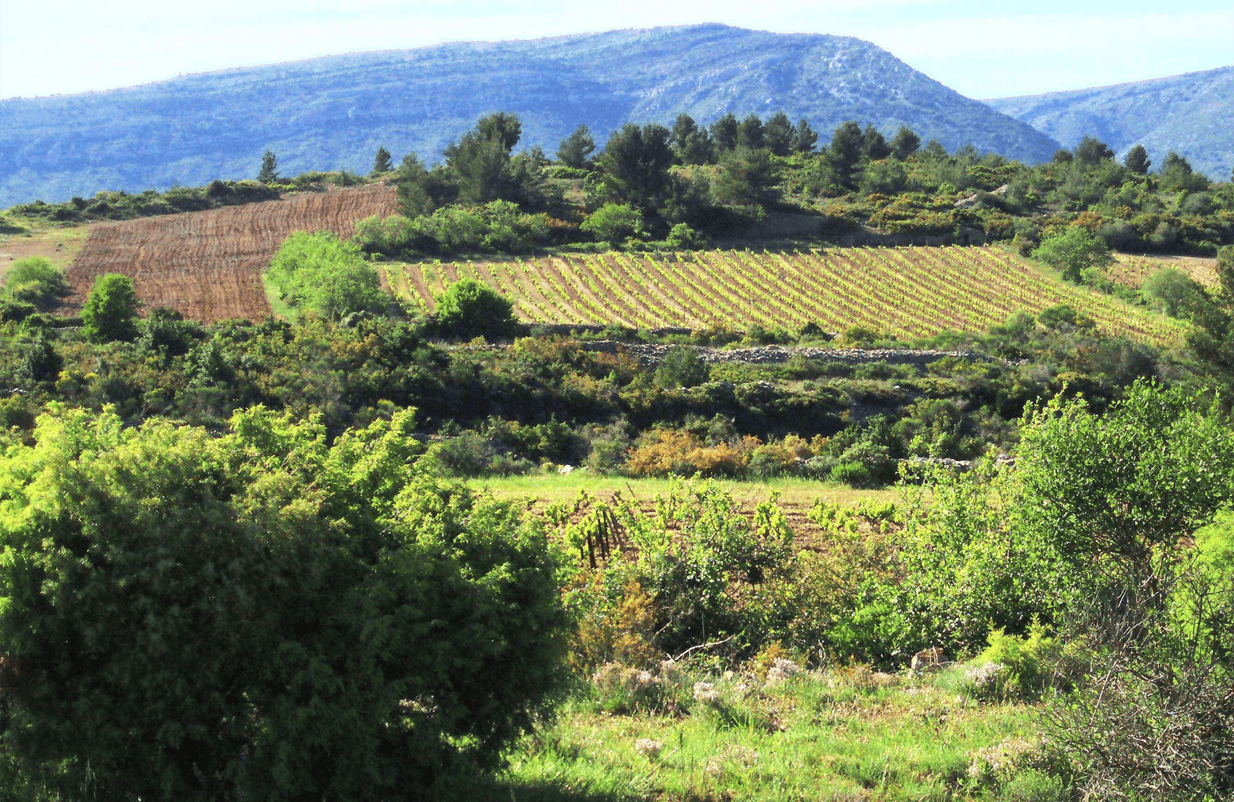 the story of Clos de l'Anhel