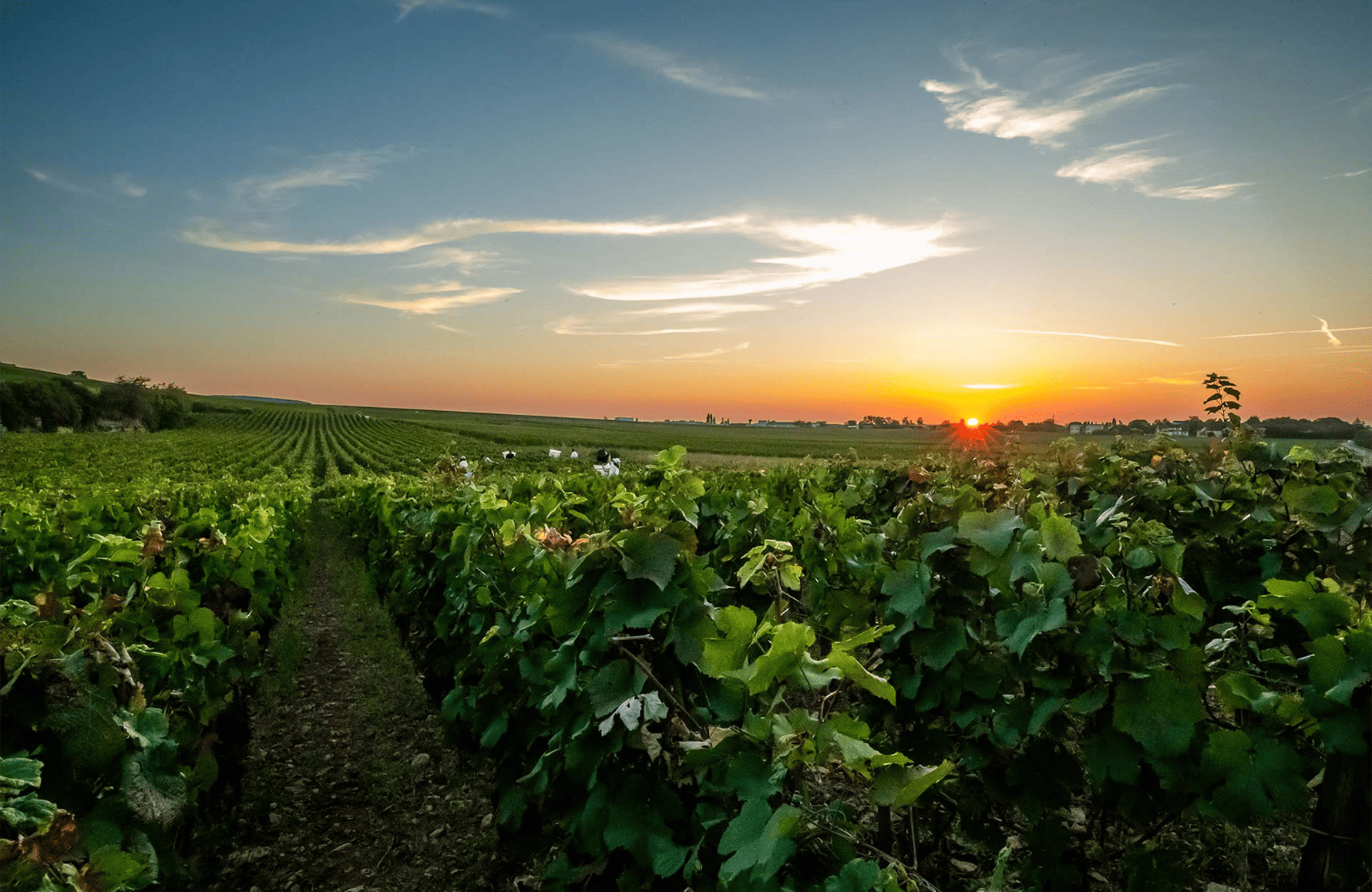 l’histoire du Domaine Arnoux Père et Fils