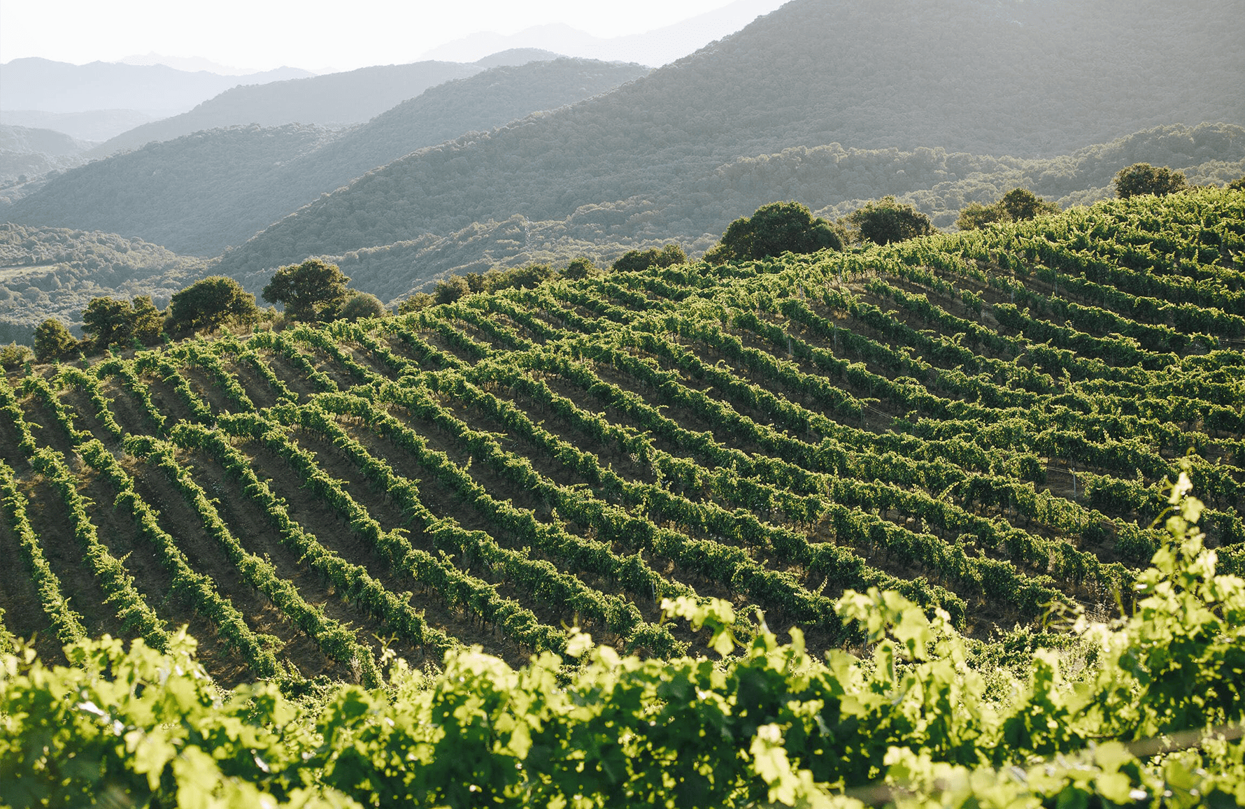 the story of Domaine Comte Abbatucci