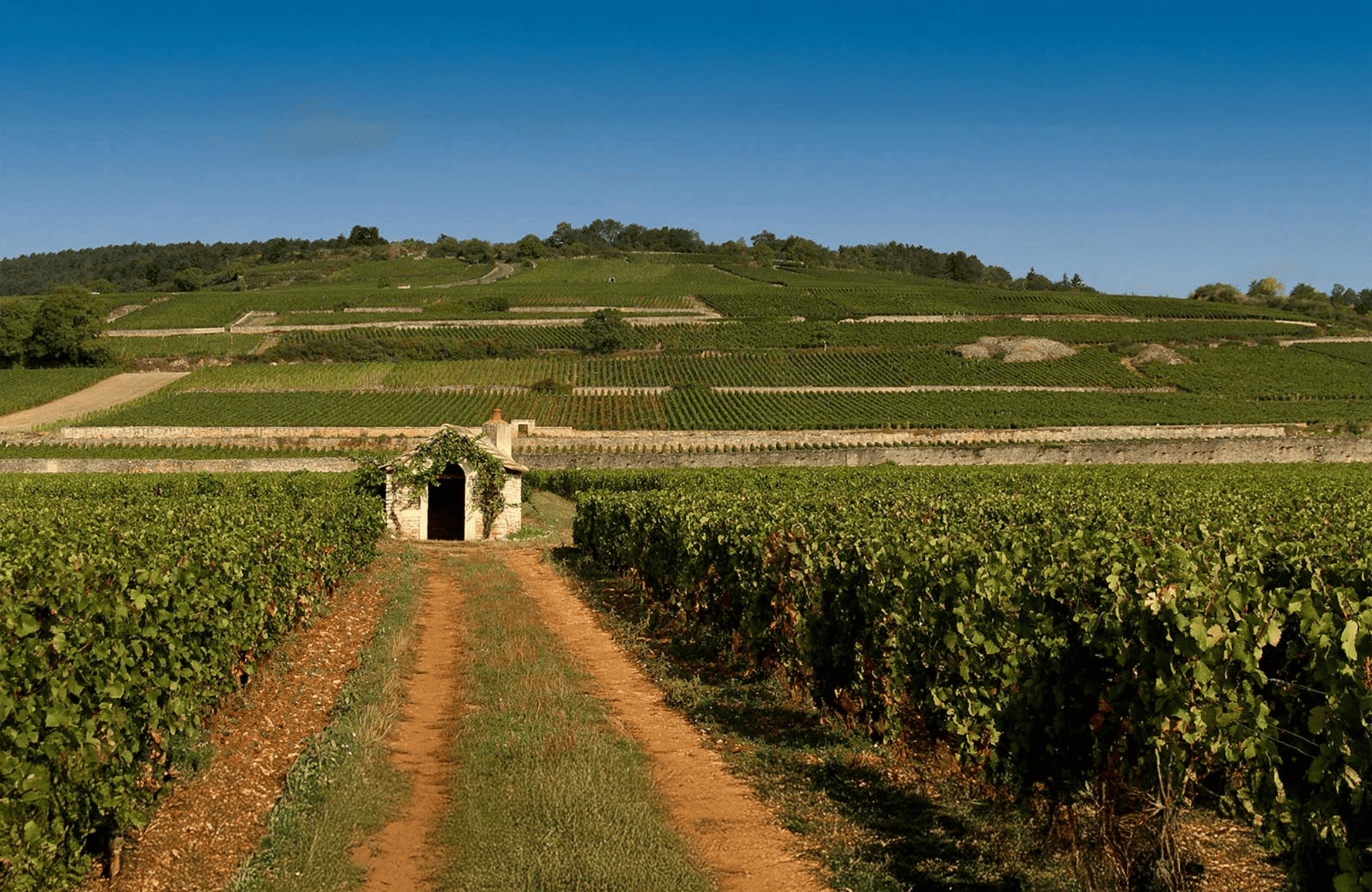 l’histoire du Domaine Comte Armand