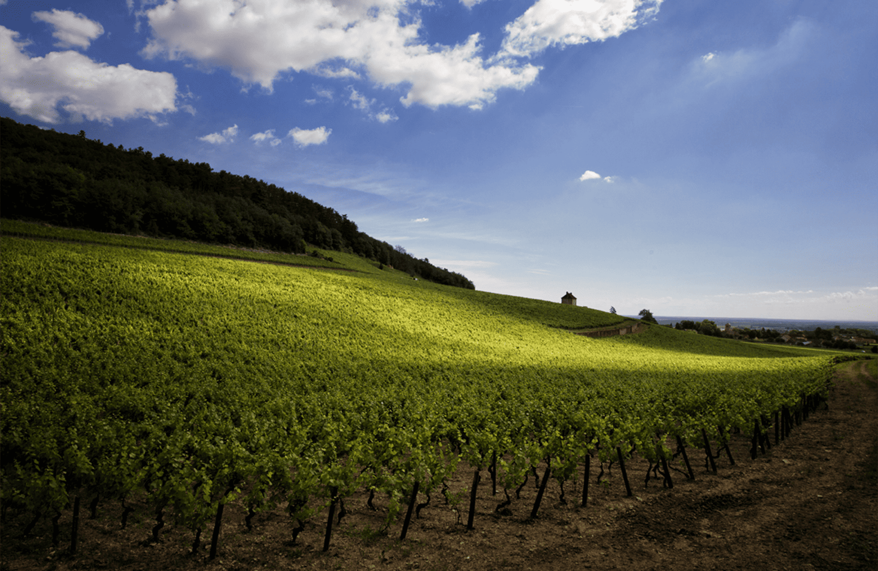 l’histoire du Domaine Denis Mortet