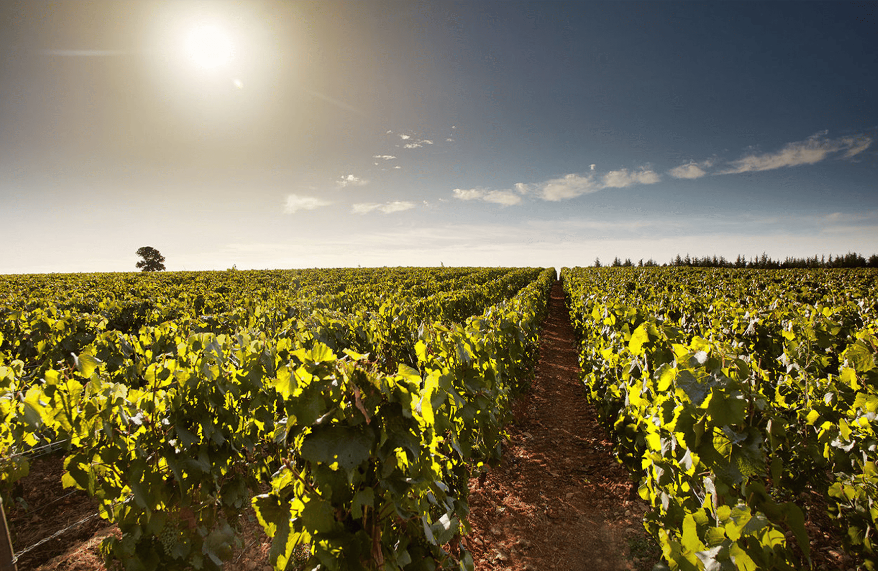 the story of Domaine des Perdrix