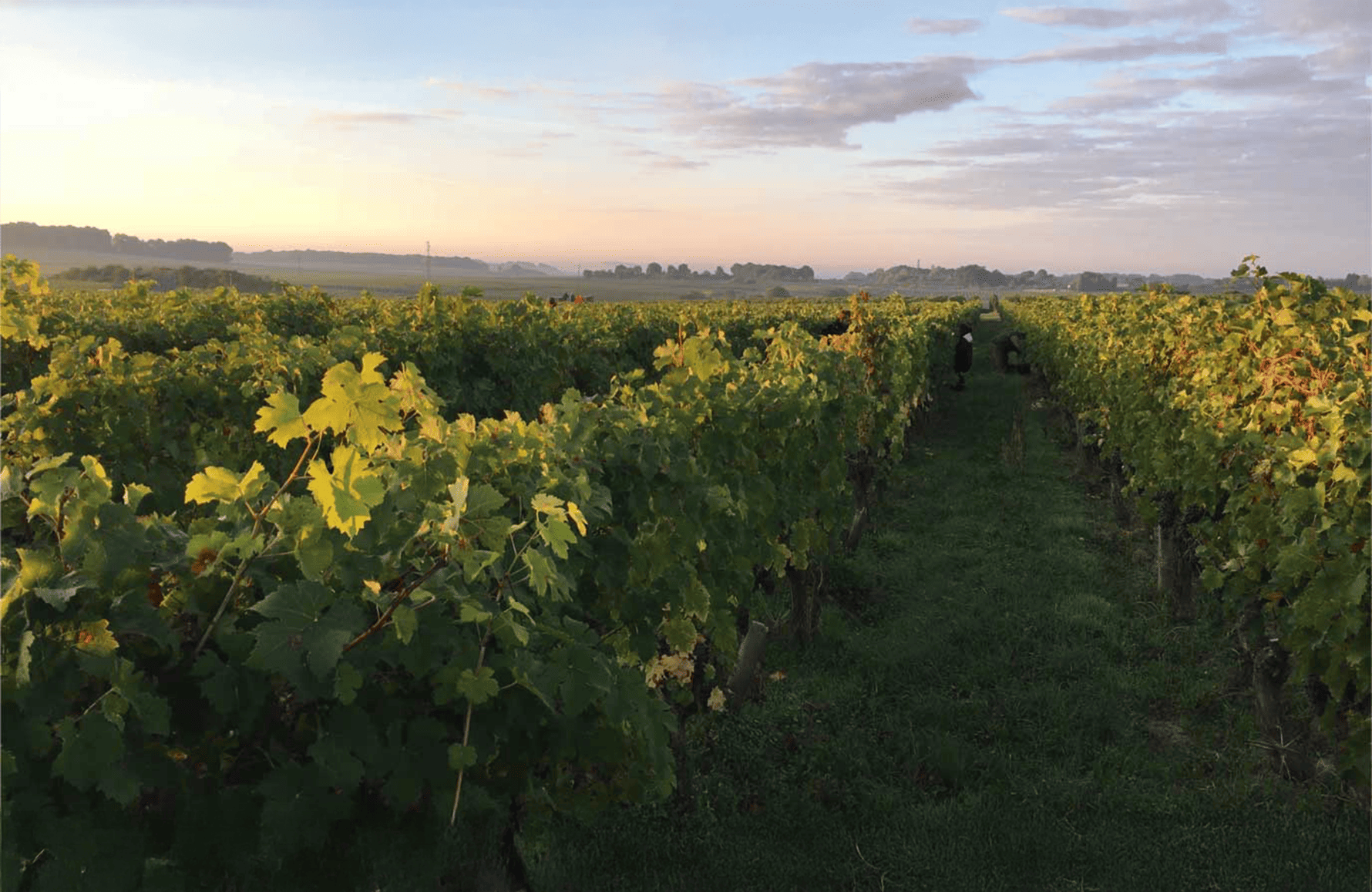 the story of Domaine des Roches Neuves