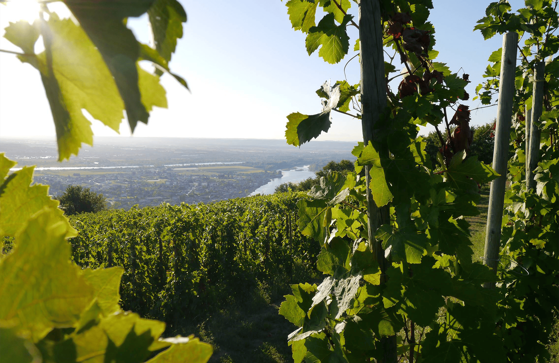 the story of Domaine François Villard