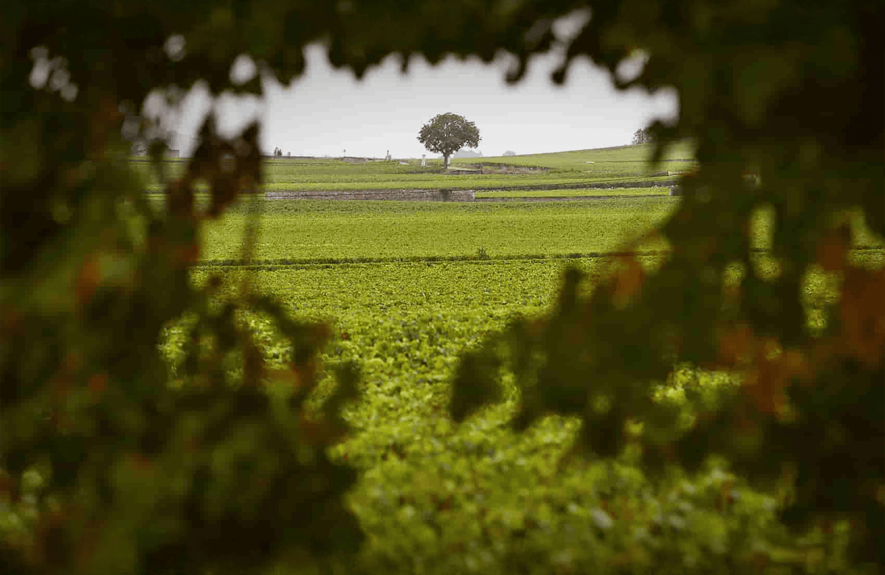 the story of Domaine Henri Boillot