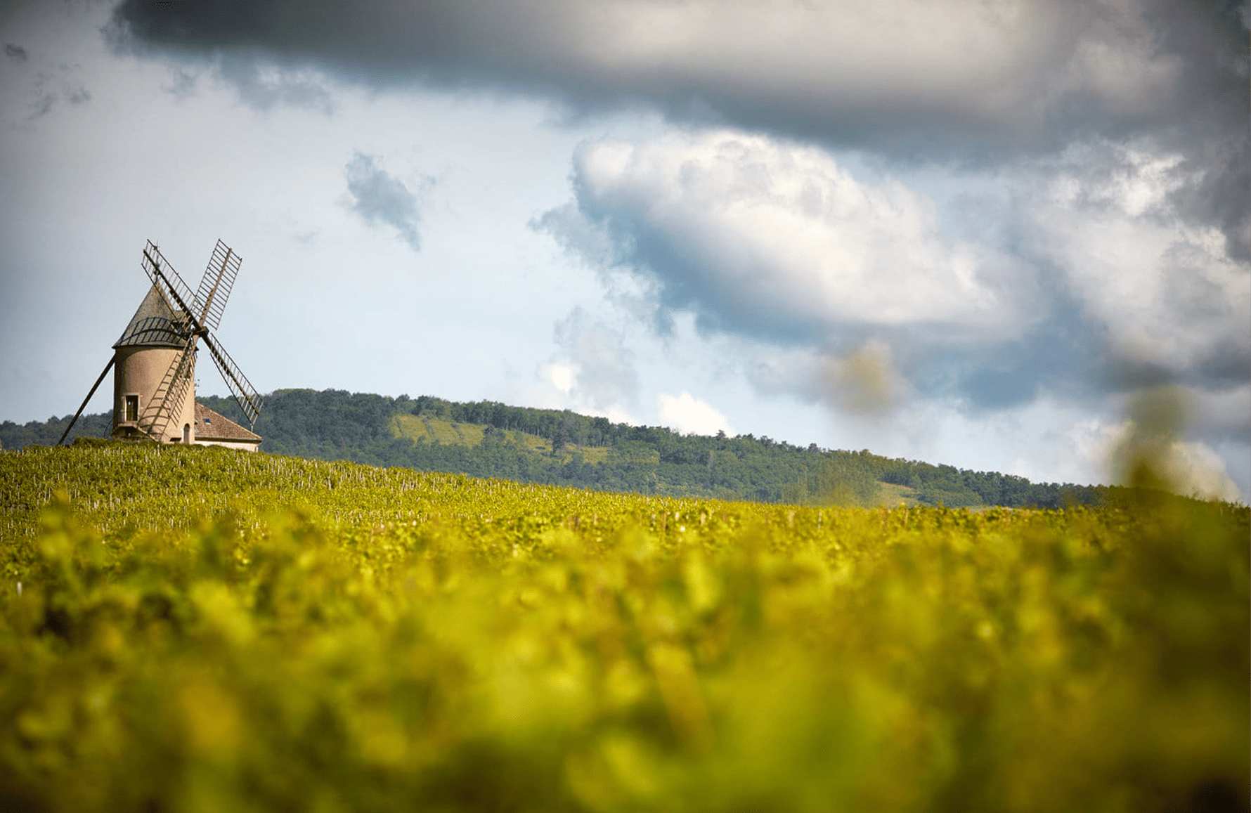 the story of Labruyère Family