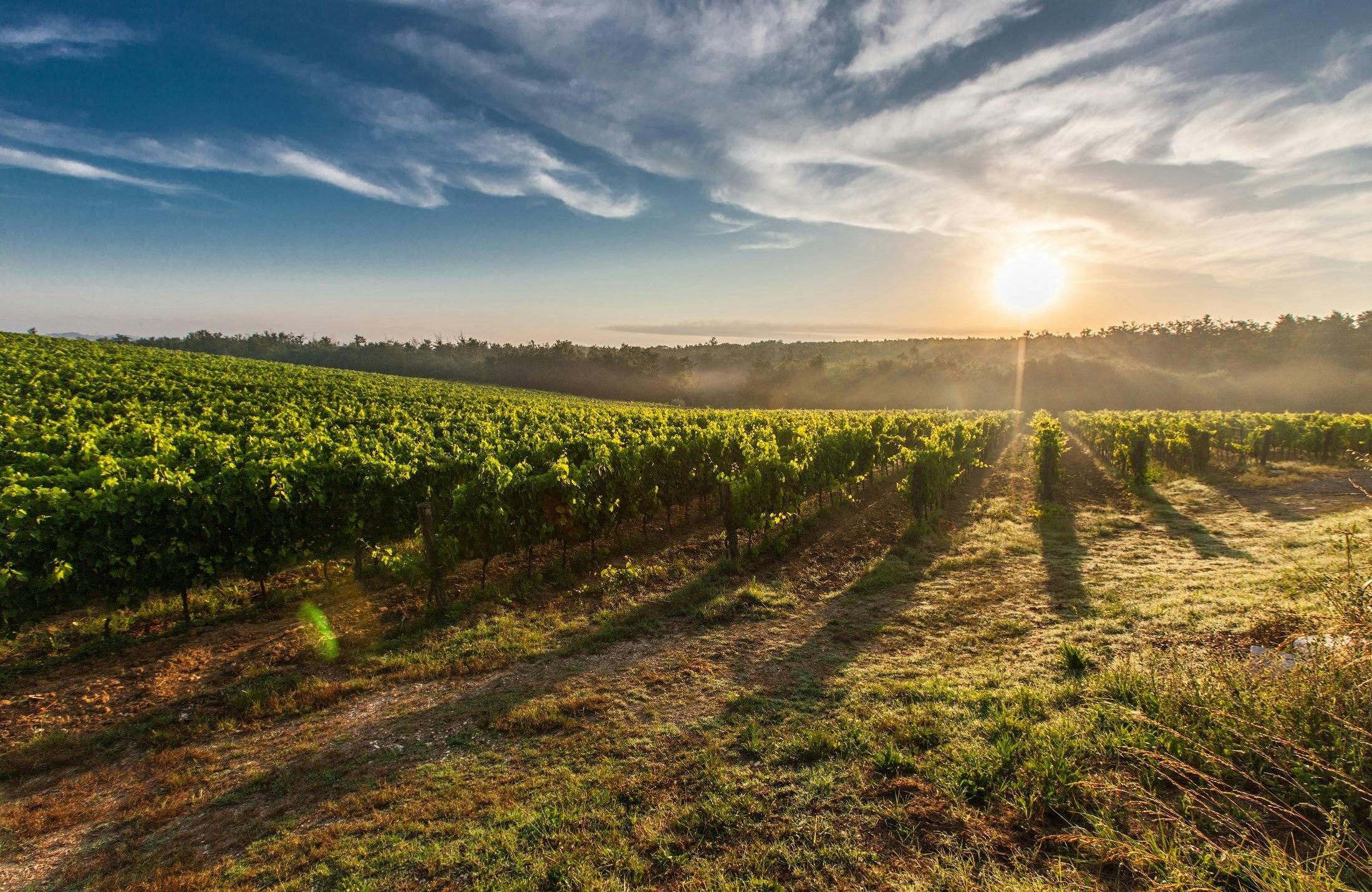 Wines Almaviva - Chile