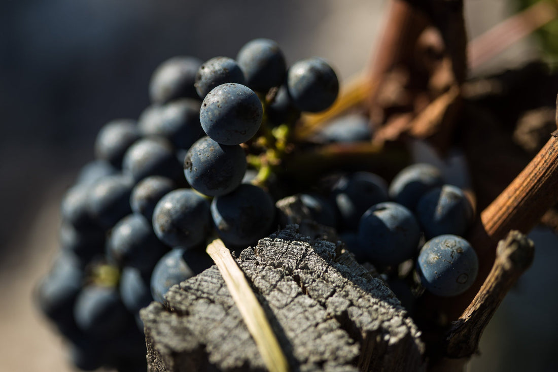 grappe de raisin