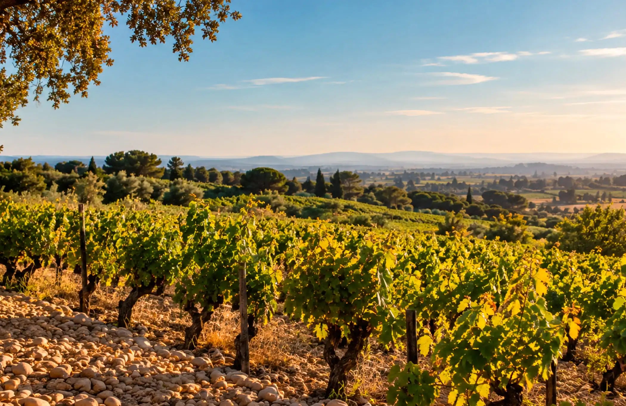Clos des Papes