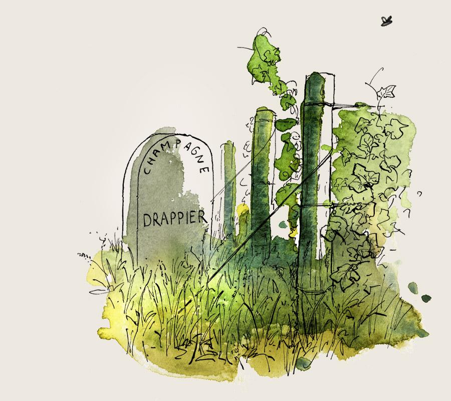 the story of Drappier Champagne