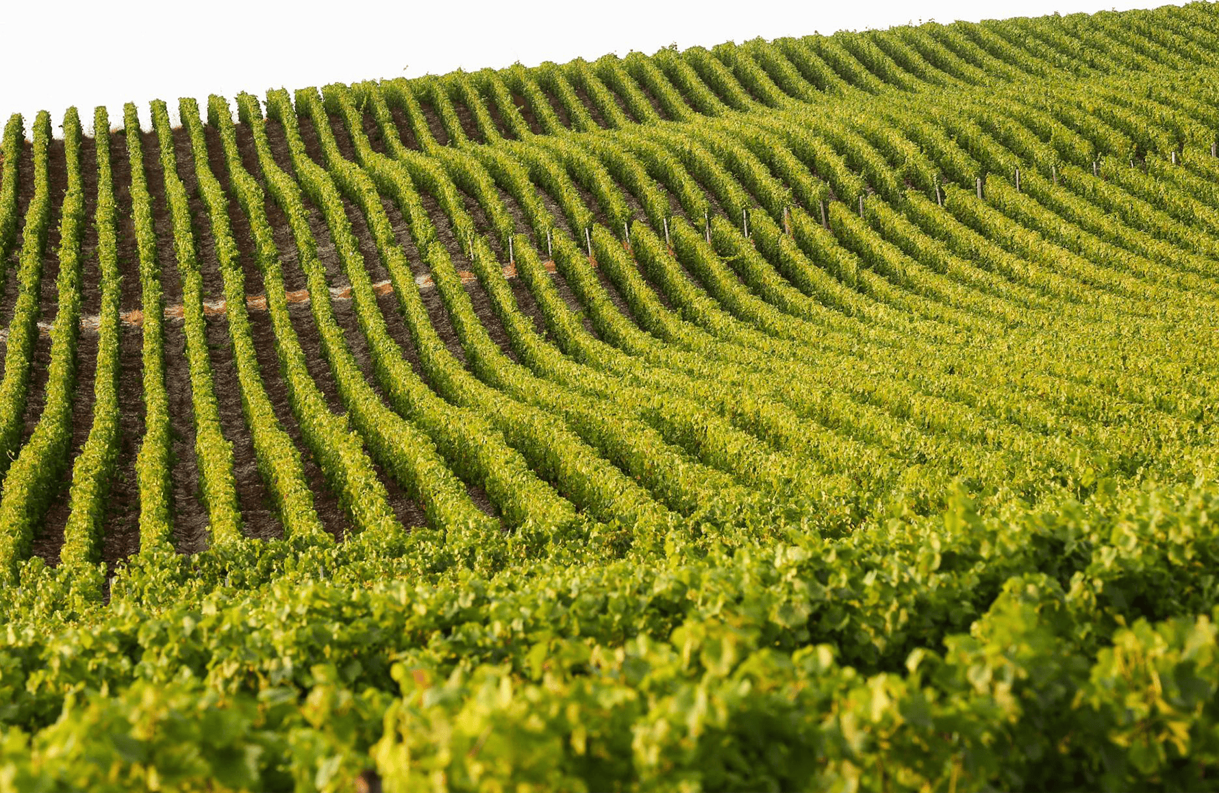 the story of Drappier Champagne