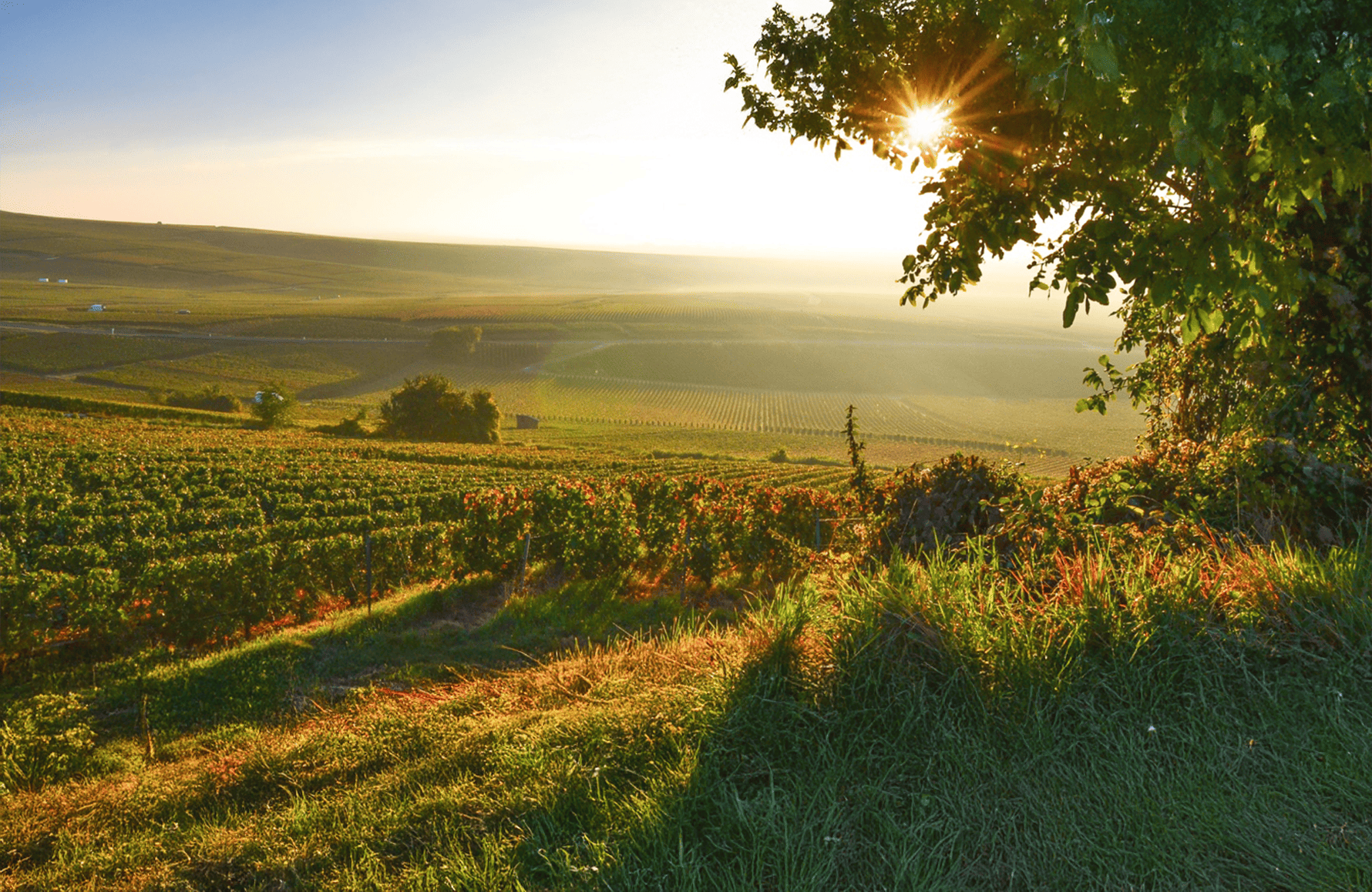 the story of Champagne Larmandier-Bernier