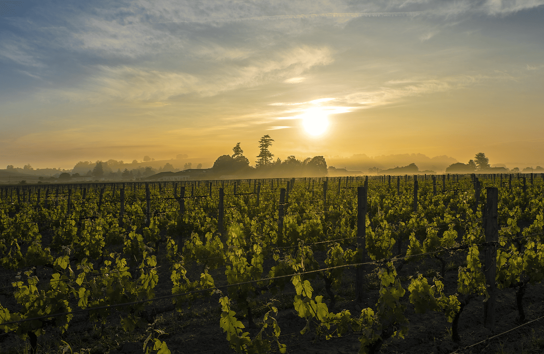 the story of Château Canon La Gaffelière