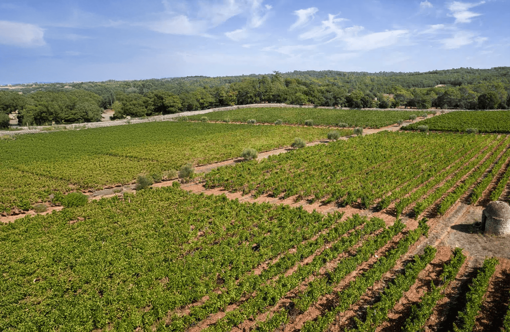 the story of Château Peyrassol