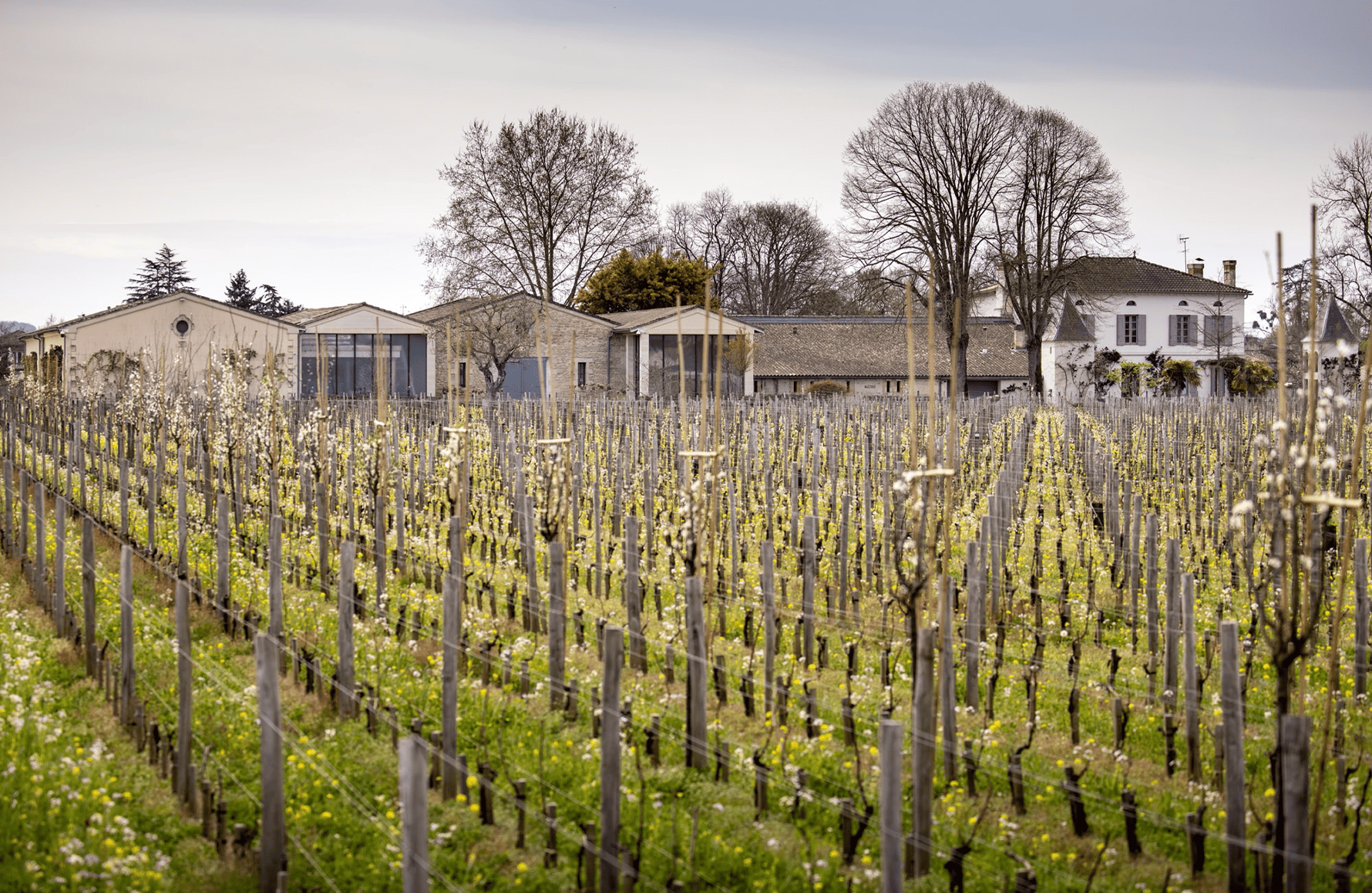 the story of Château Quinault L'Enclos