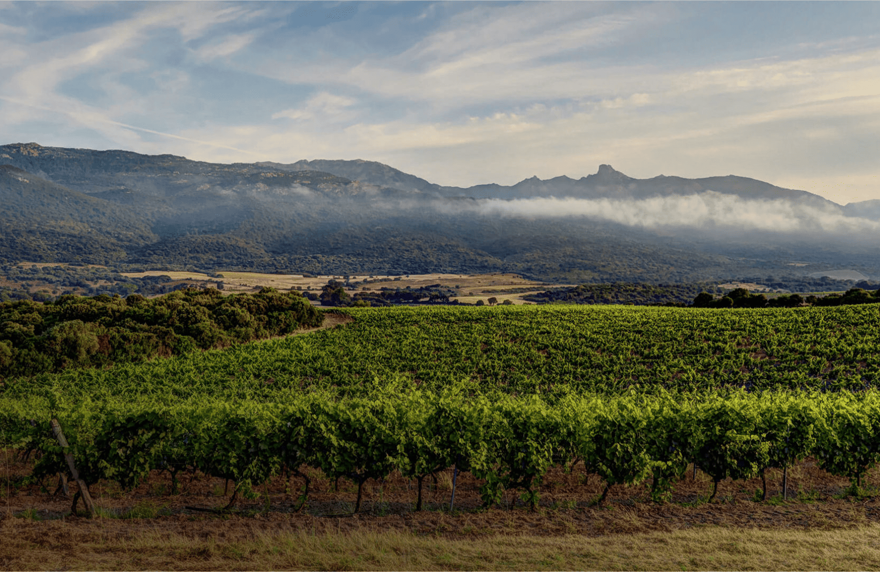 the story of Clos Canarelli