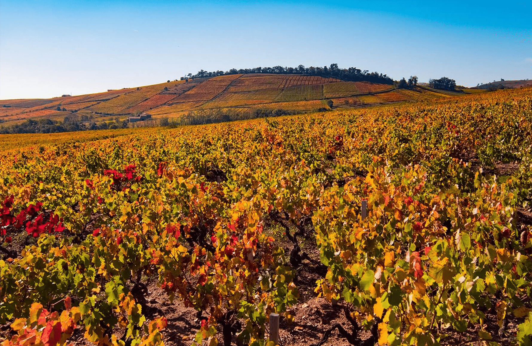 the story of Chermette Estates