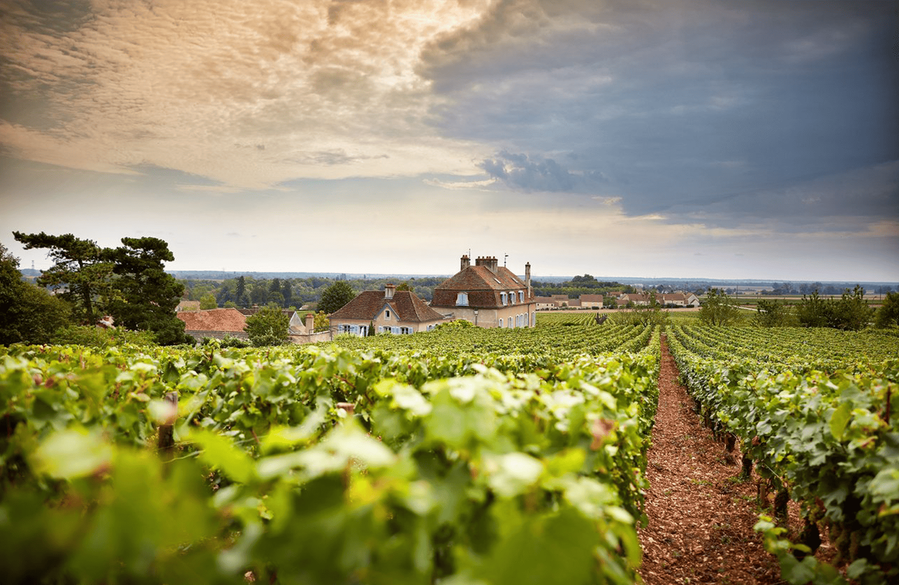 the story of Domaine de l'Arlot