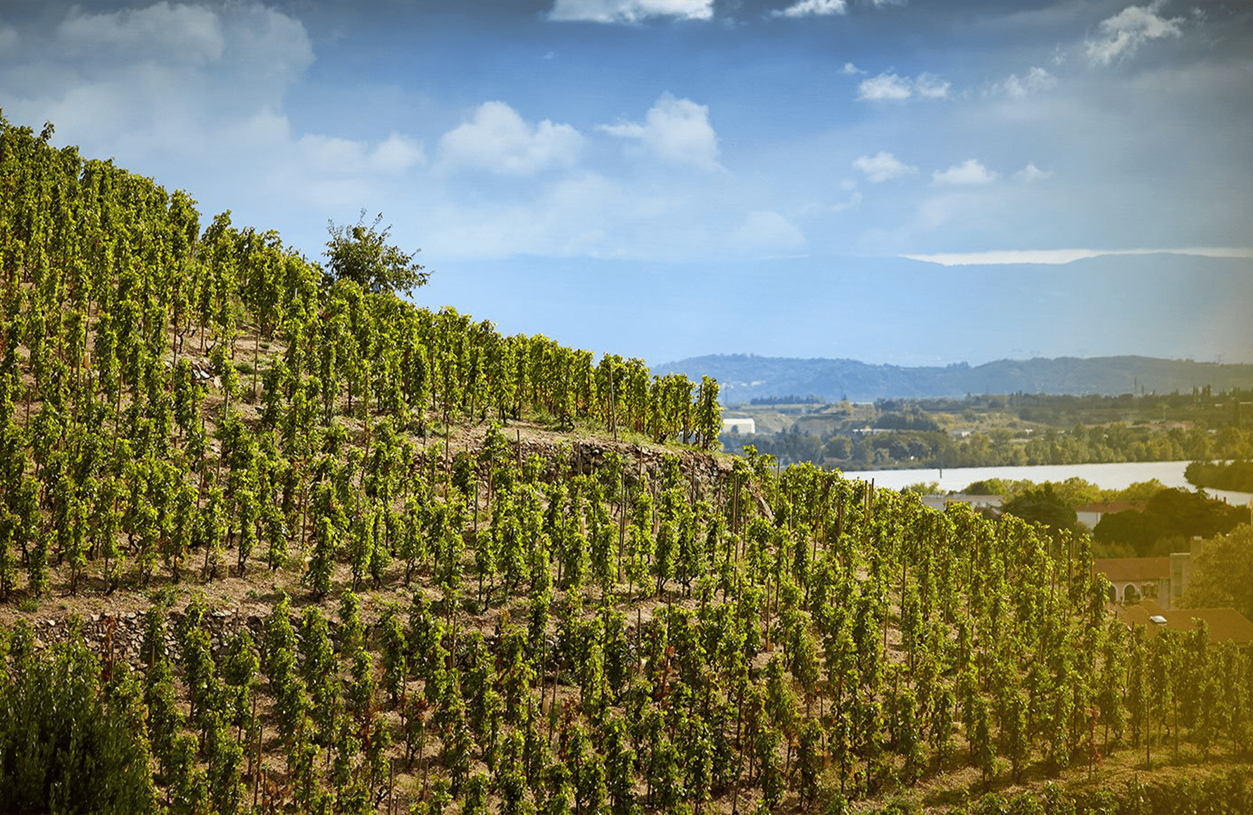 the story of Delas Brothers