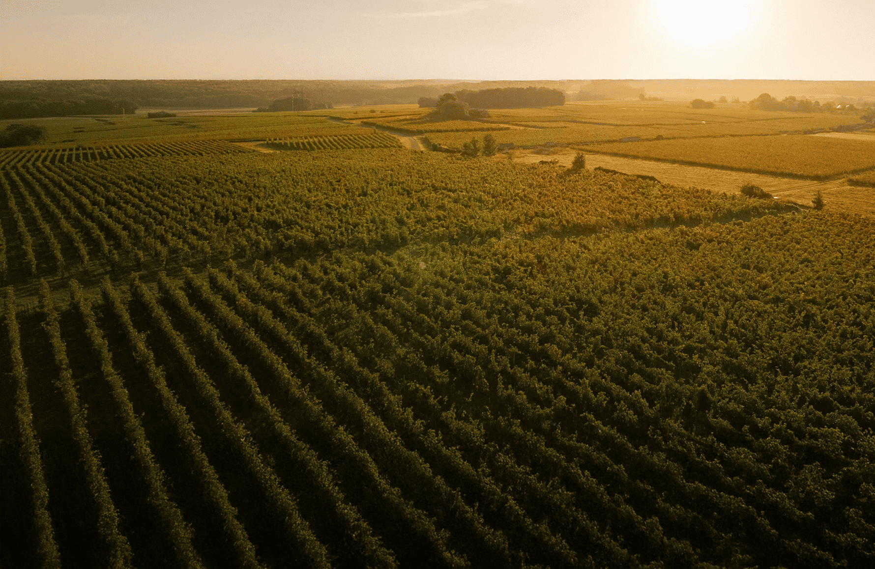 l’histoire du Domaine Guiberteau