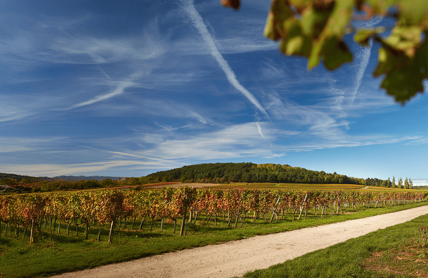 the story of Hoffmann-Jayer Estate