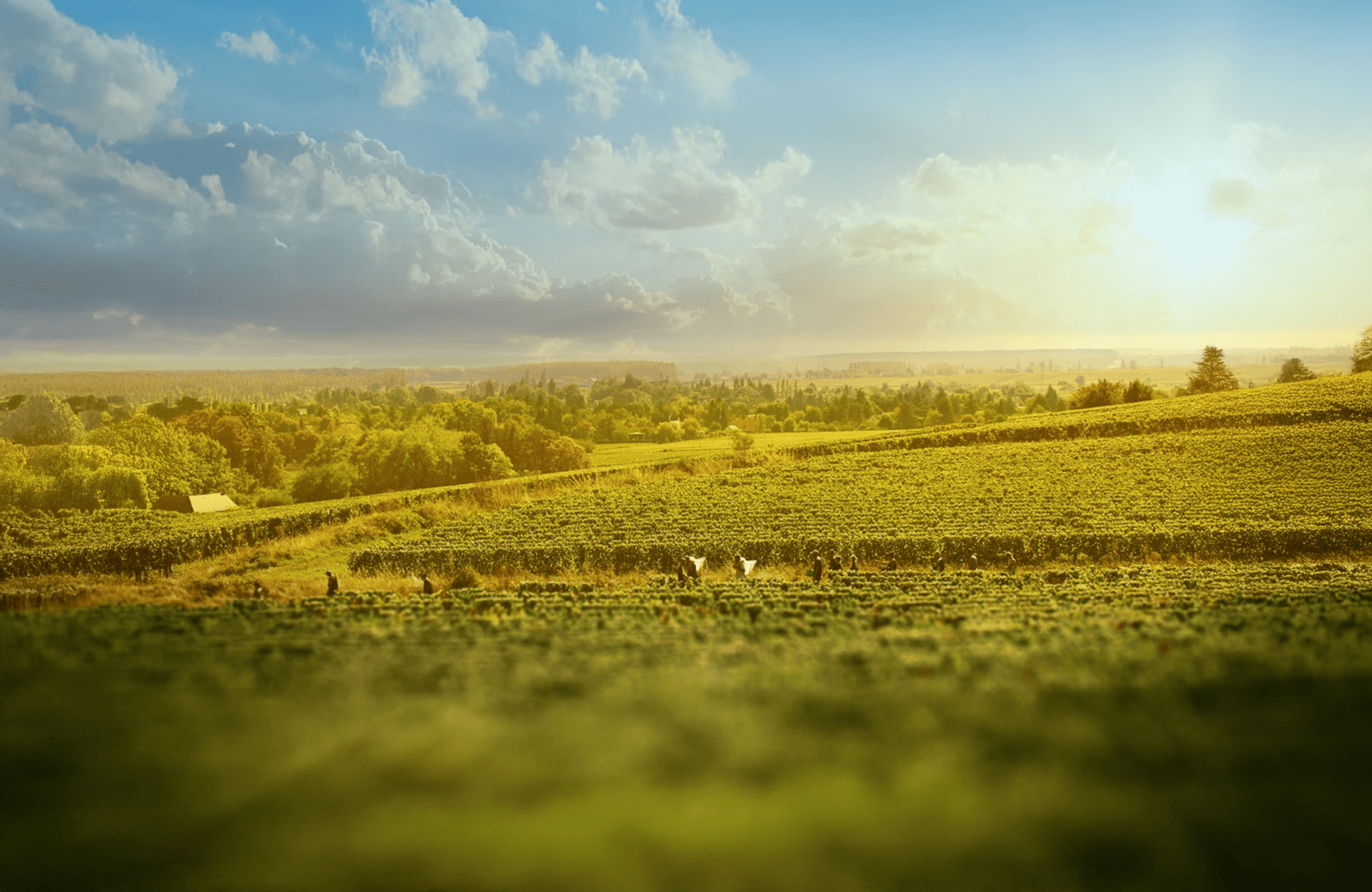 l’histoire du Domaine Joblot