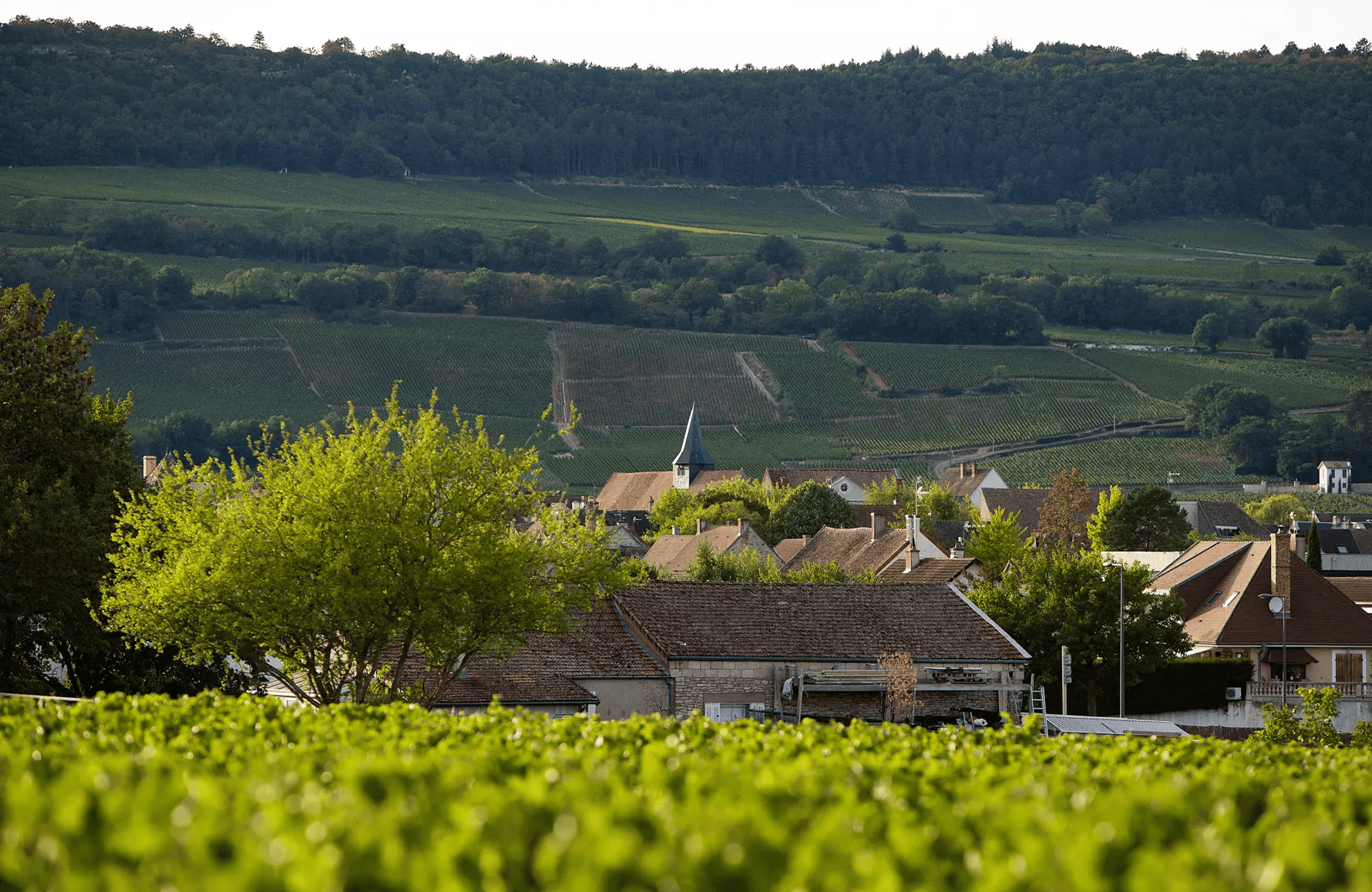 the story of Domaine Leflaive