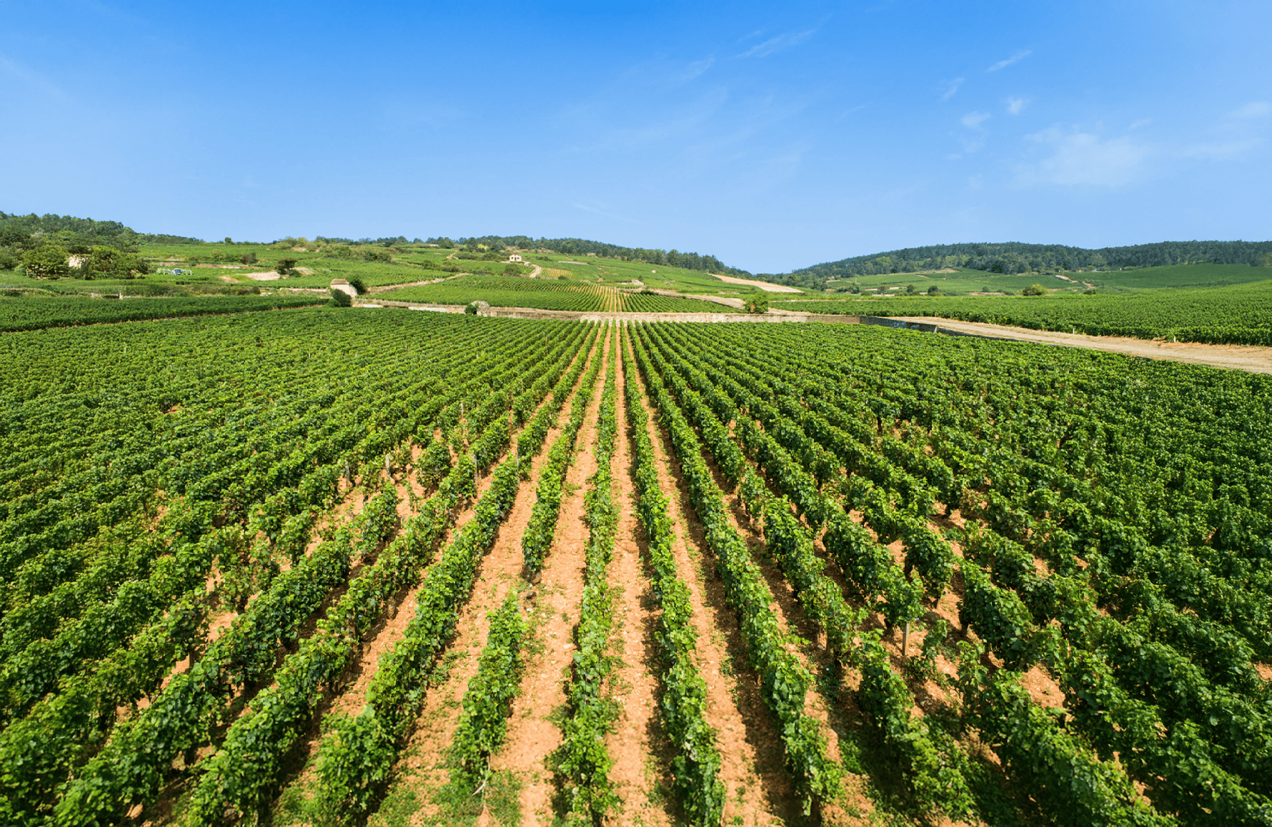 the story of Louis Jadot House