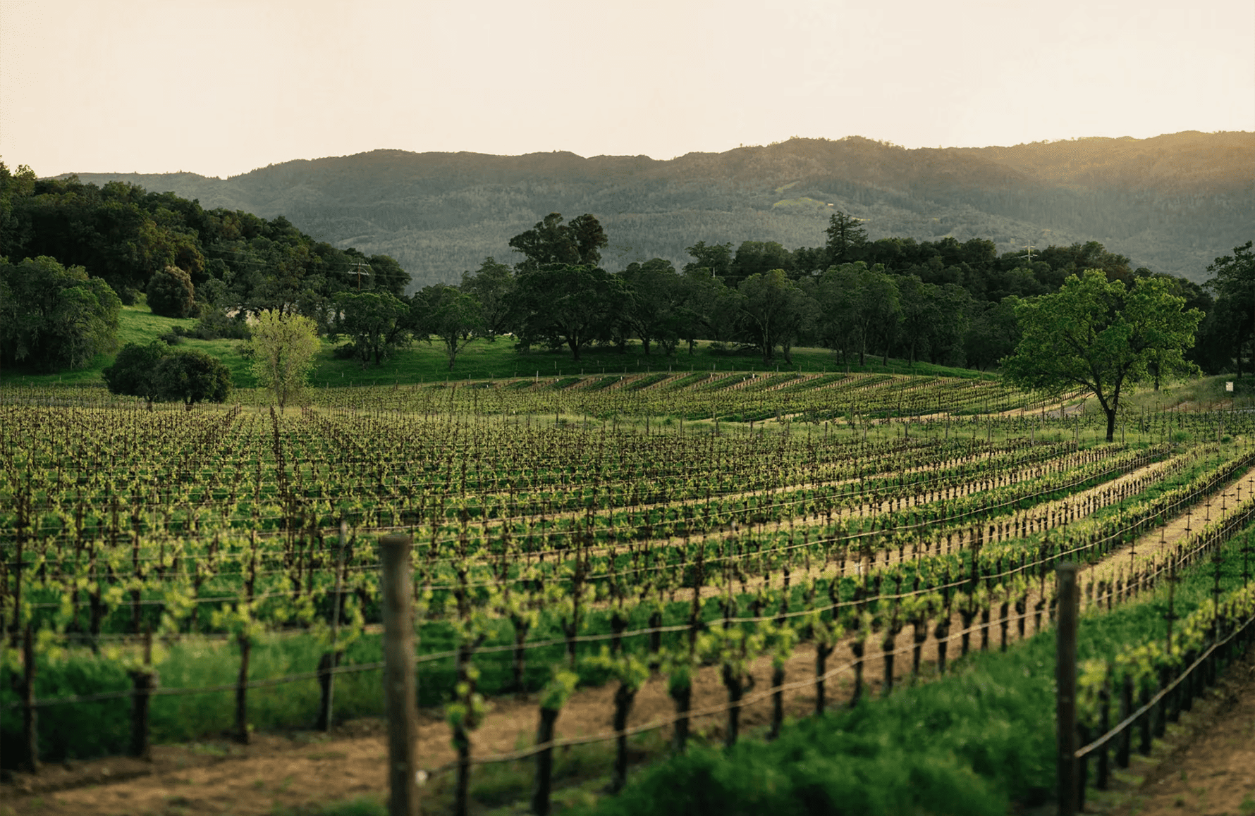 the story of Joseph Phelps Vineyards - United States