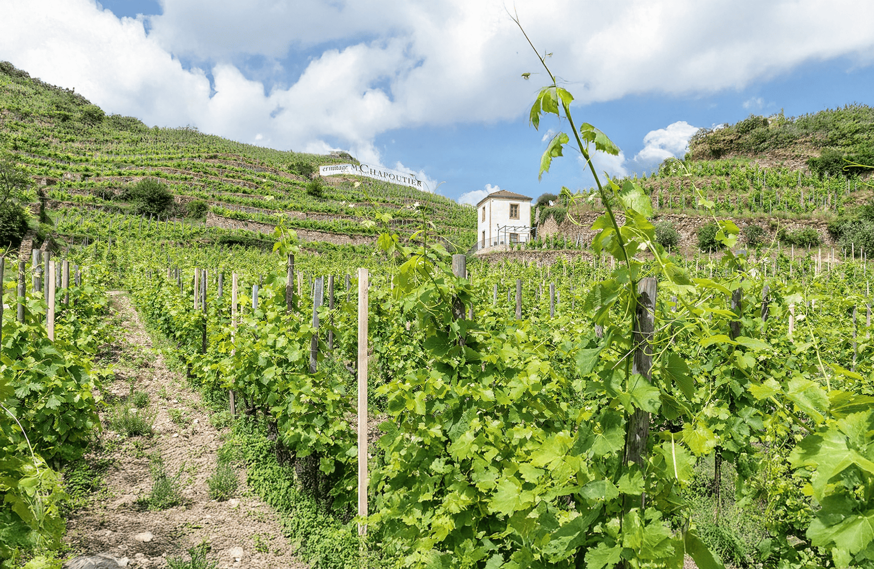 l’histoire du M.Chapoutier
