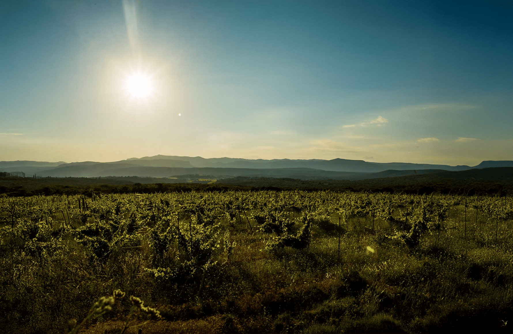 the story of Mas des Agrunelles