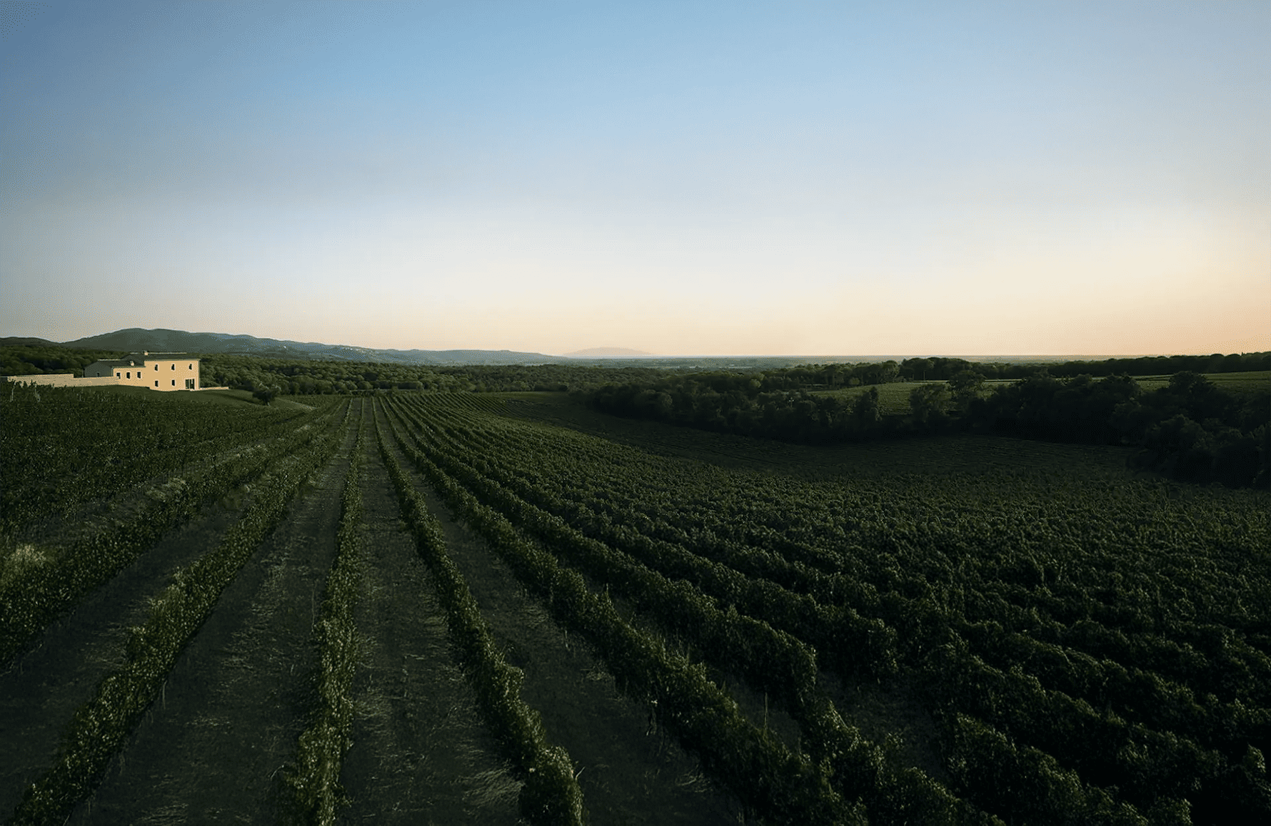 the story of Masseto - Italy