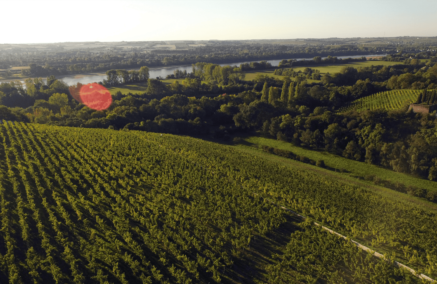 the story of Domaine de la Coulée de Serrant