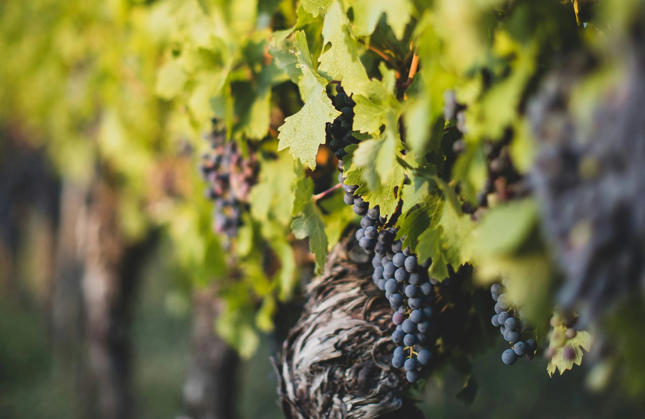 l’histoire du Petrus